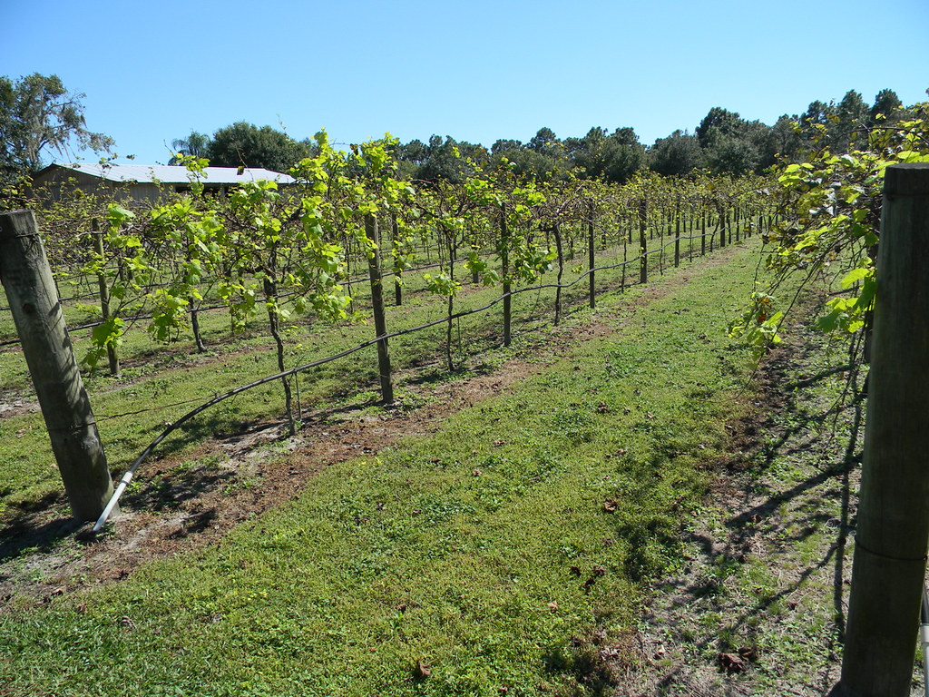 A Visit Back to Rosa Fiorelli Winery, Bradenton, FL 3