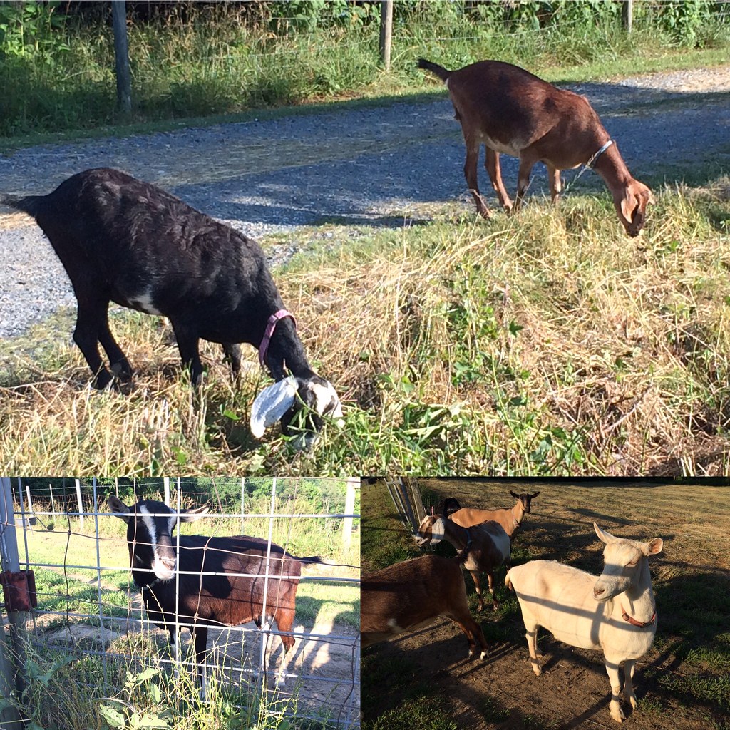 Farm Tour at Goat Lady Dairy 2