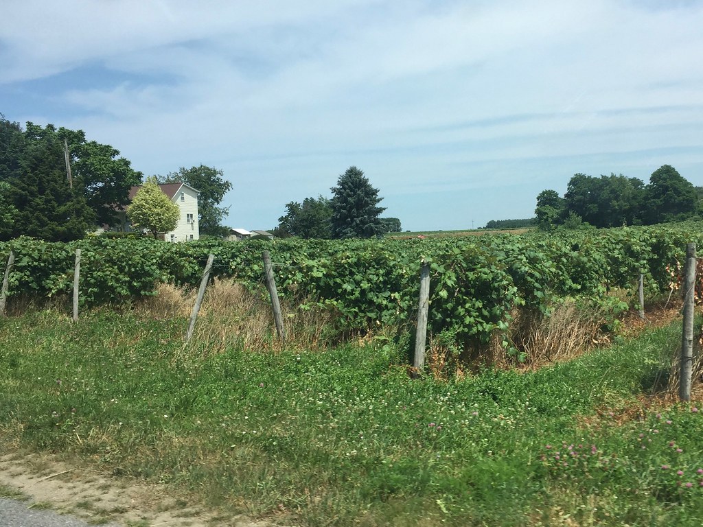 Lake Erie Wine Trail 2018