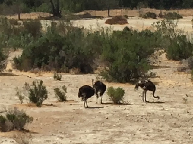 Ostrichland, Buellton, CA