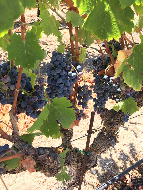 cabernet franc grapes at Plummer Vineyard, Dracaena Wines, Paso Robles, CA