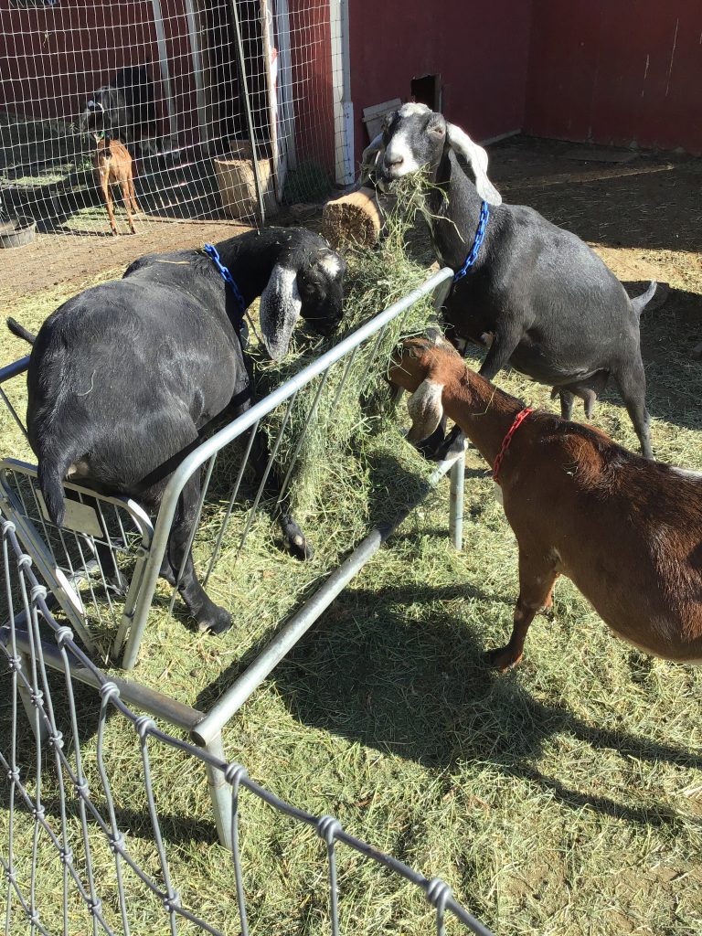 Some of the female goats at Briar Gate Farm