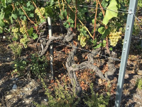 white grapes on a gnarly vine