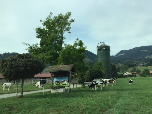 Holstein cows in the field