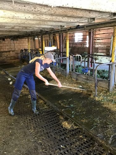getting the barn all cleaned up after the cows left