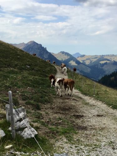 some happy Gruyere cows living on the mountainside for the summer