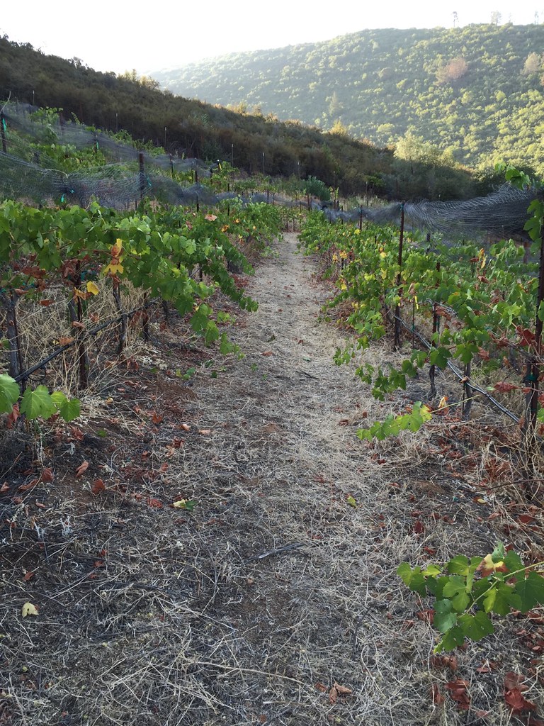 Our Day Working in the Vineyard at SolRouge 5