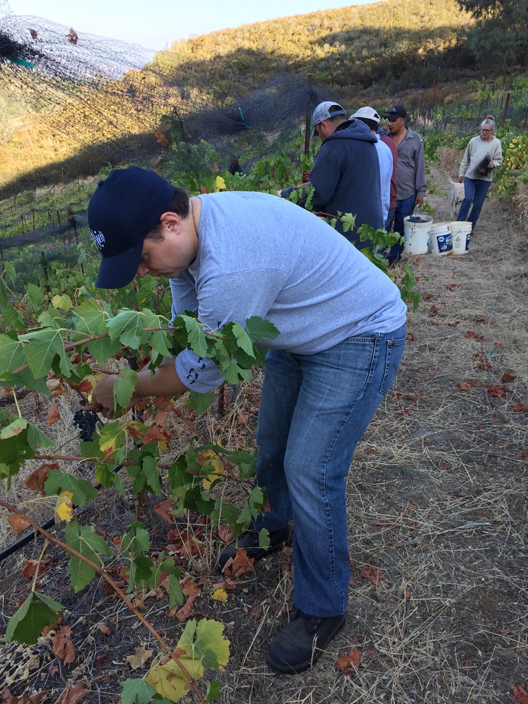 Our Day Working in the Vineyard at SolRouge 7