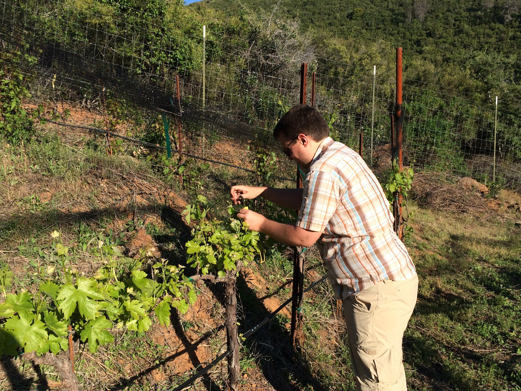 Vineyard Netting, Up a Giant Hill! 7