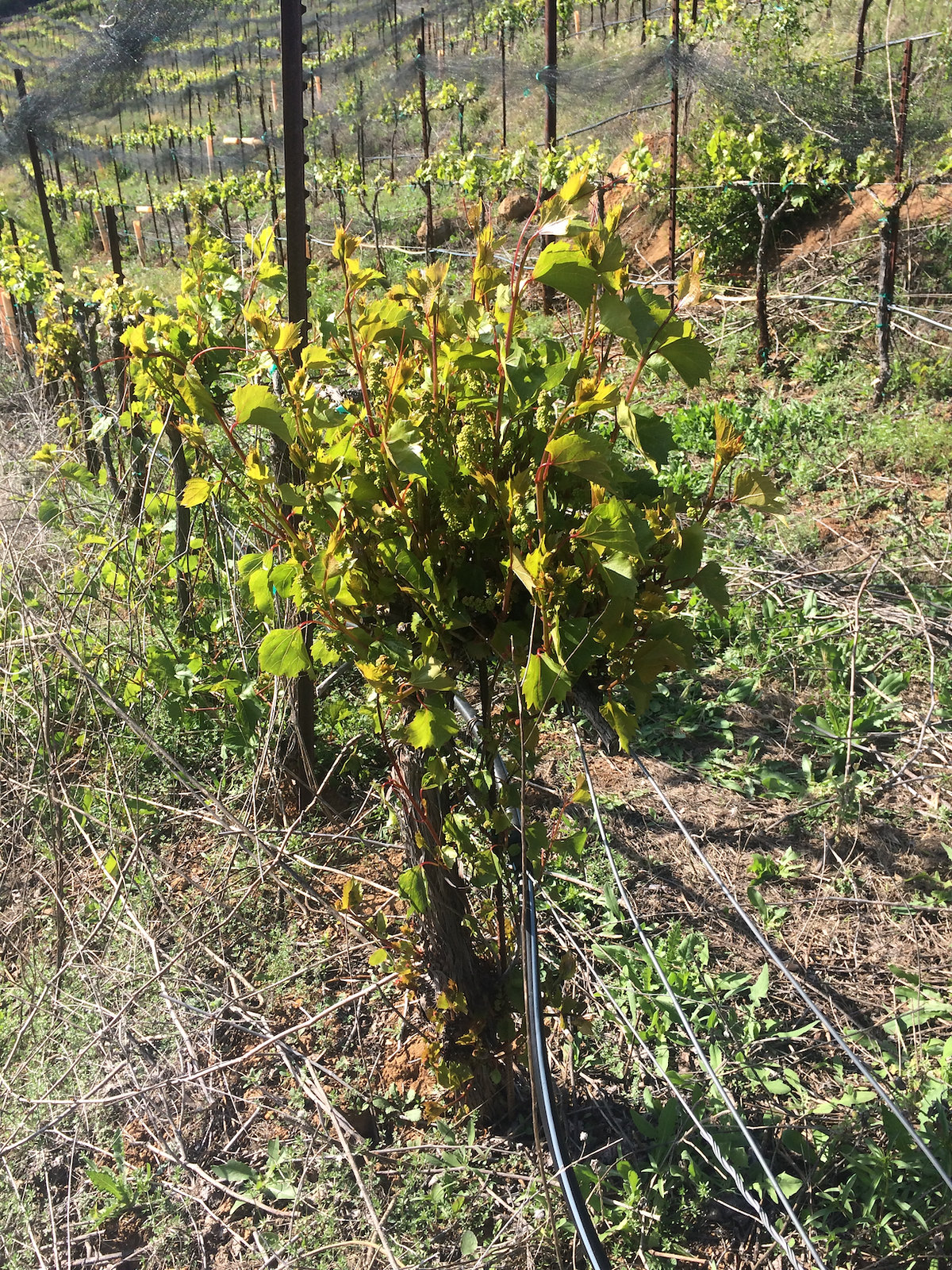 Vineyard Netting, Up a Giant Hill! 8