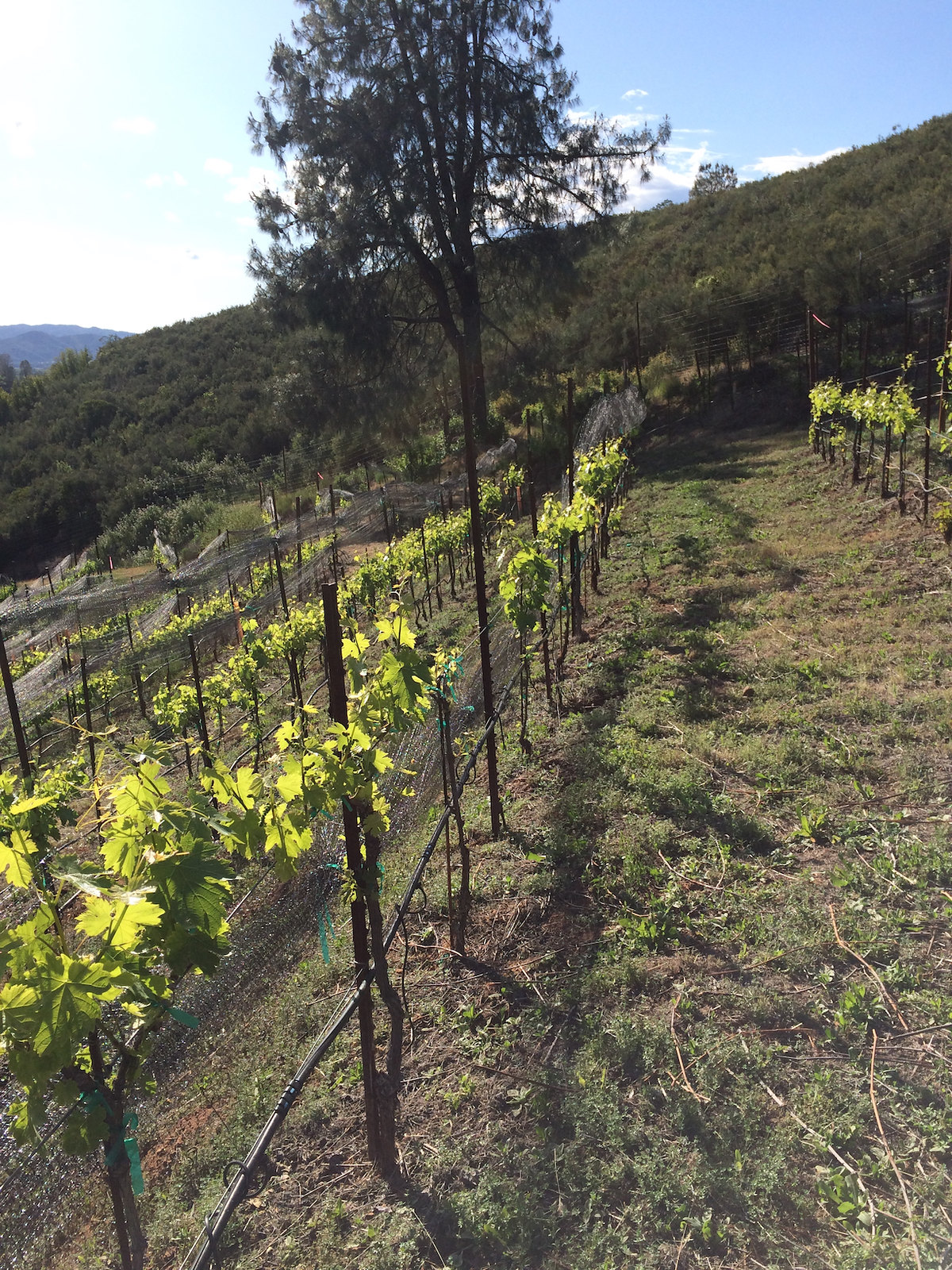 Vineyard Netting, Up a Giant Hill! 2