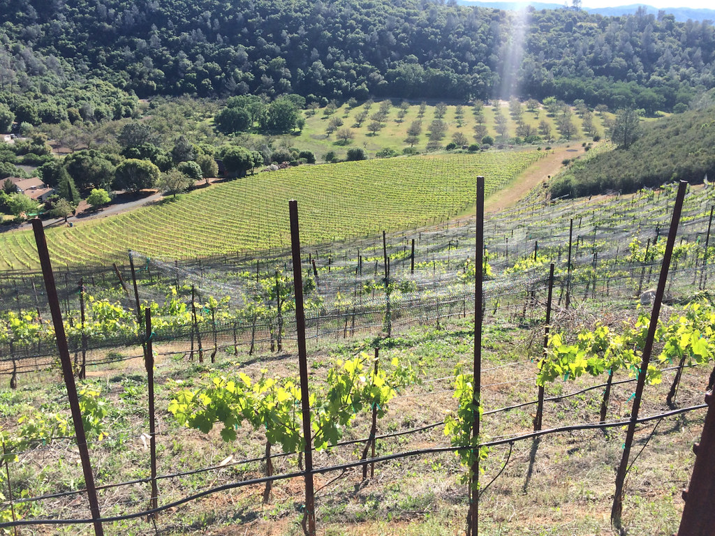 Vineyard Netting, Up a Giant Hill! 1