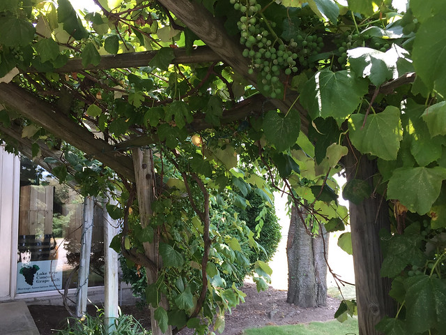 Penn Shore Winery and Vineyard Pergola