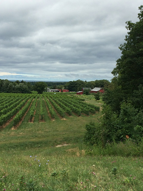 Johnson Estate Vineyard Tour 3