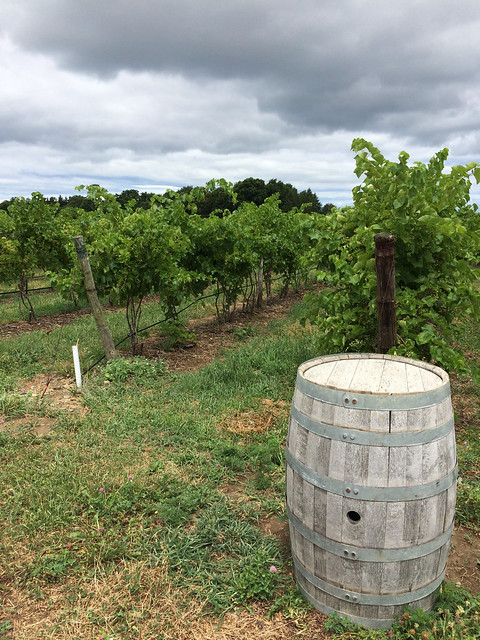 Johnson Estate Vineyard