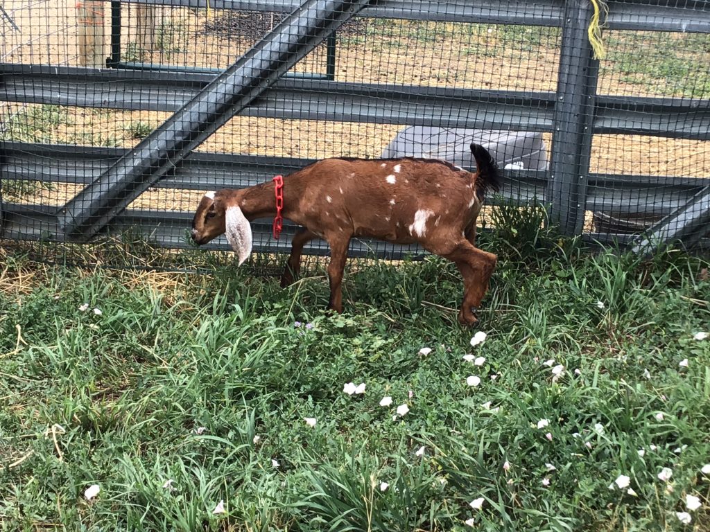 one of this year's baby goats