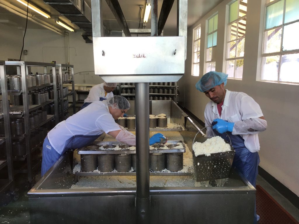 The blue cheese making process at Rogue Creamery, Central Point, OR 2