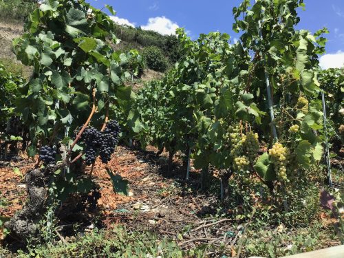 red grapes and white grapes planted right next to each other