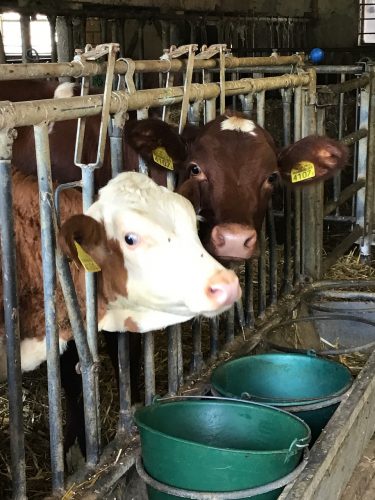 a couple of cute cows at the farm