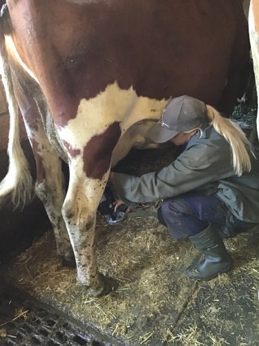 Lynn teaching me how to use the milking pumps