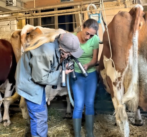 getting ready to attach the milking pumps