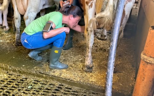 stimulating the udders with the straw